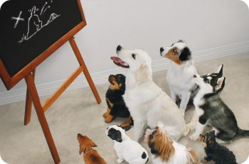 Education canine collectif 2