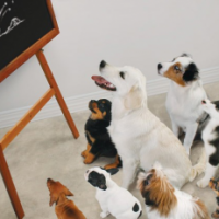 Education canine collectif 2