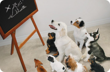 Education canine collectif