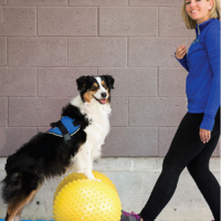 Discipline, école du chiot